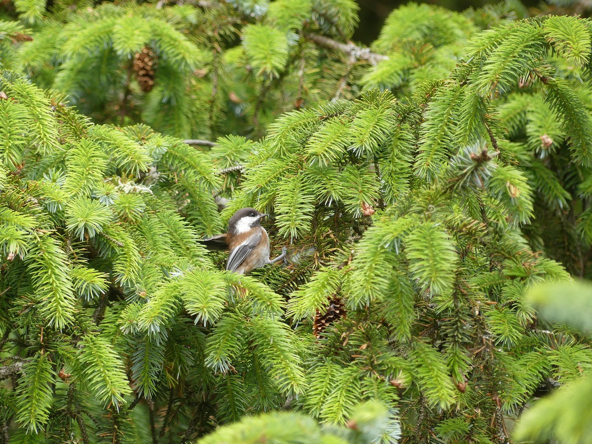 Chestnut-backed Chickadee - ML638738522