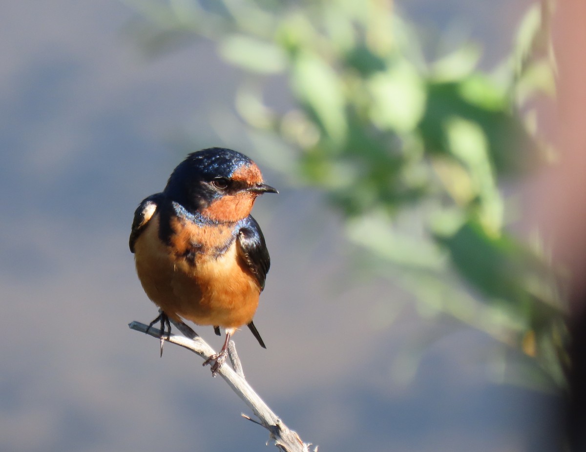 låvesvale (erythrogaster) - ML638738524