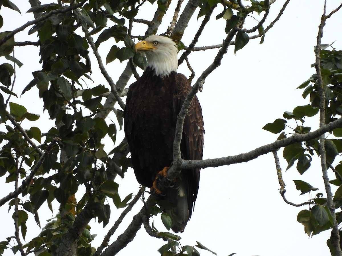 Bald Eagle - ML638738535
