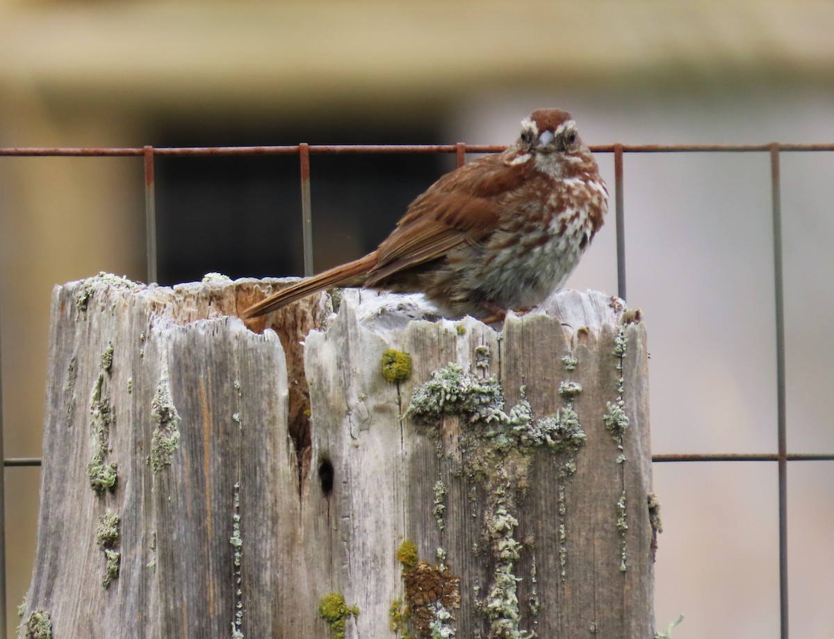 Song Sparrow - ML638738541