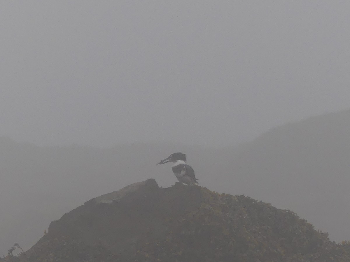 Belted Kingfisher - ML638738544