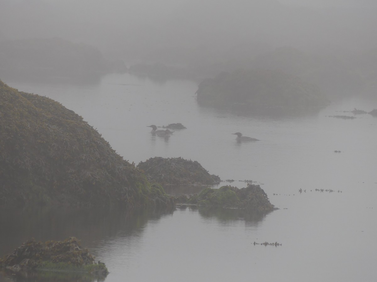 Common Merganser - ML638738546