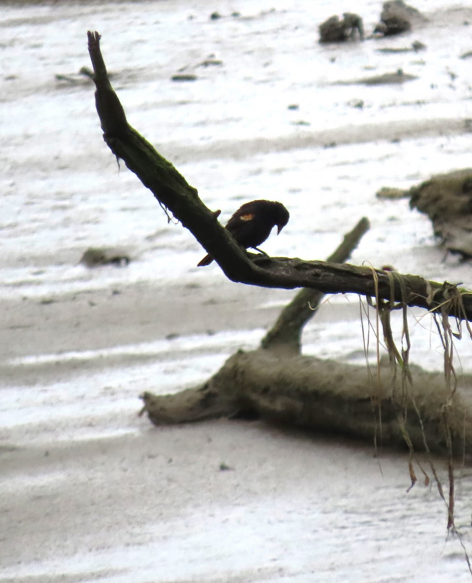 Red-winged Blackbird - ML638738553