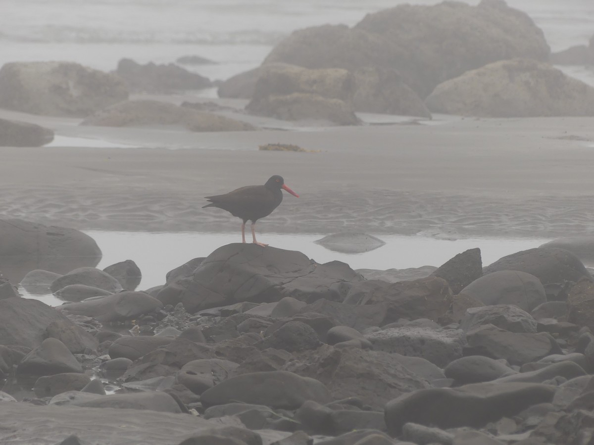 Black Oystercatcher - ML638738554