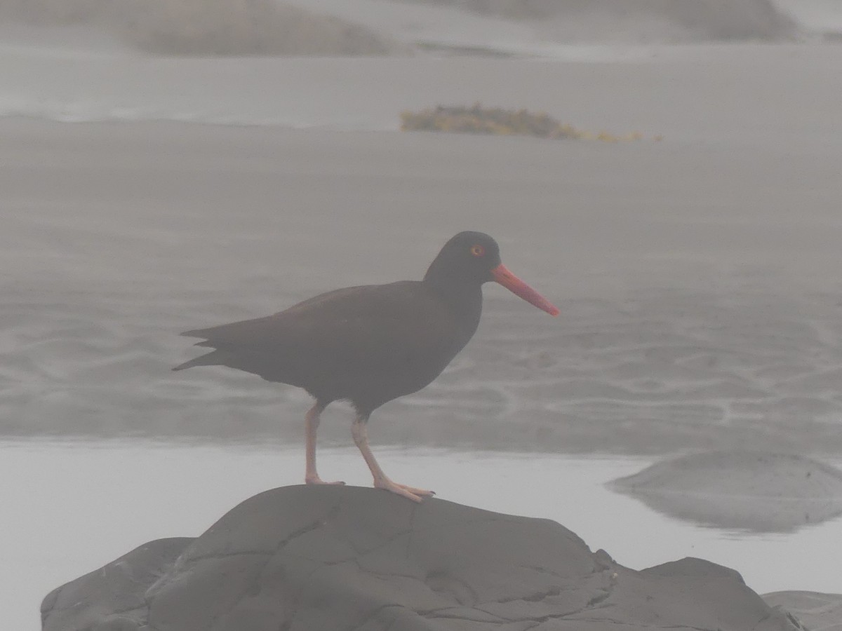 Black Oystercatcher - ML638738555
