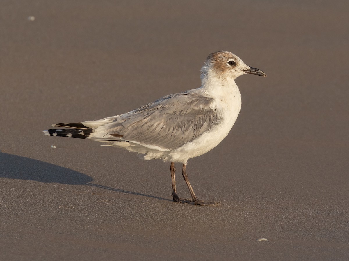 Franklin's Gull - ML638738559