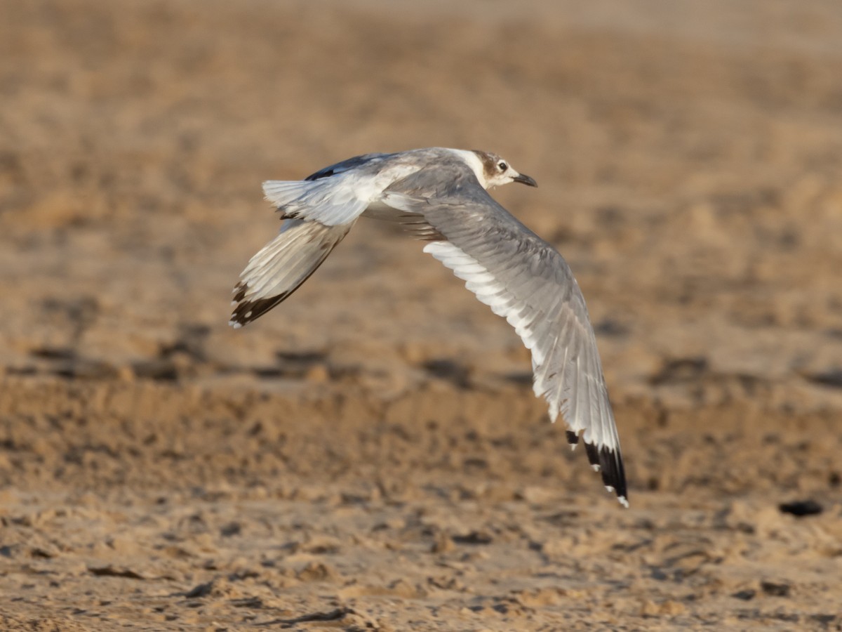 Franklin's Gull - ML638738560