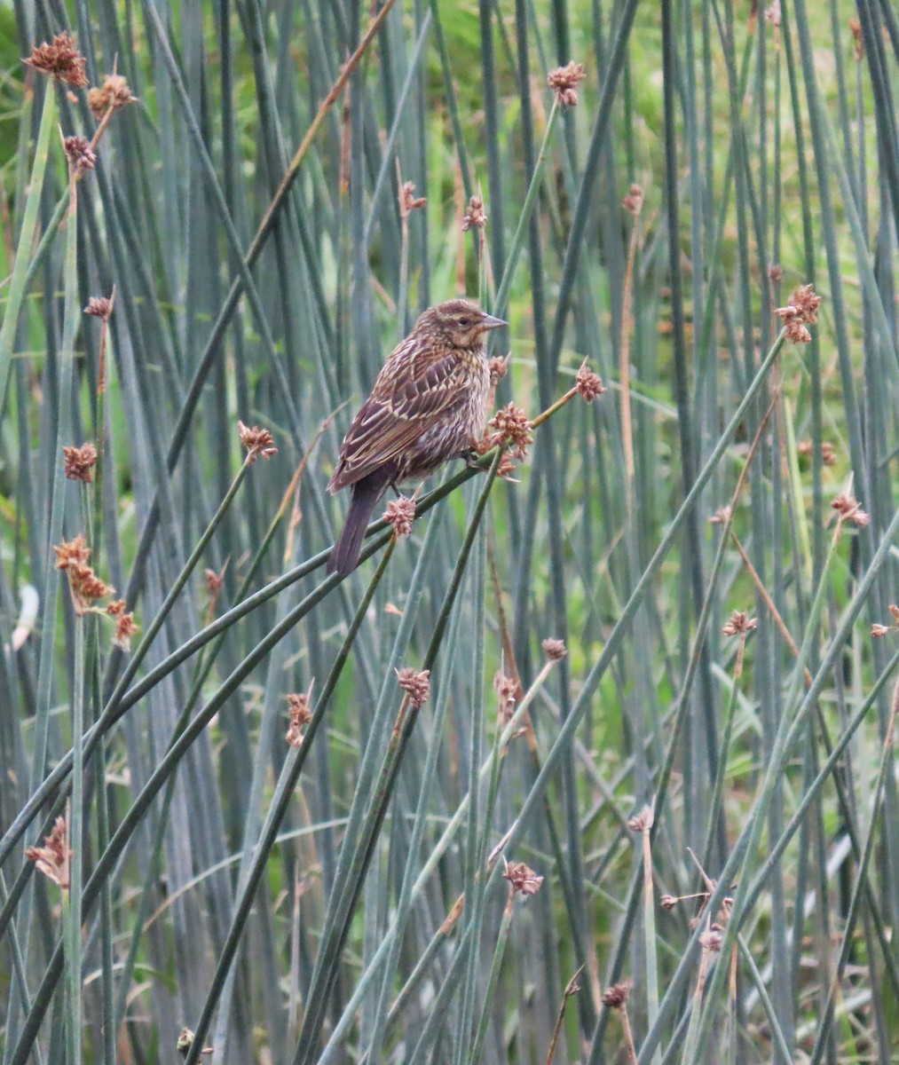 Red-winged Blackbird - ML638738571