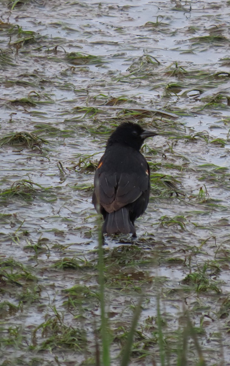 Red-winged Blackbird - ML638738574