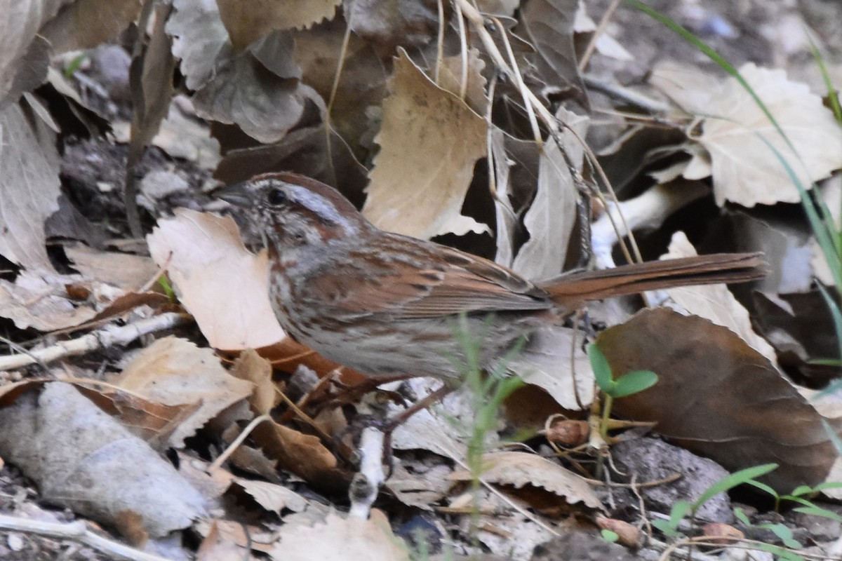 Song Sparrow - ML638738594