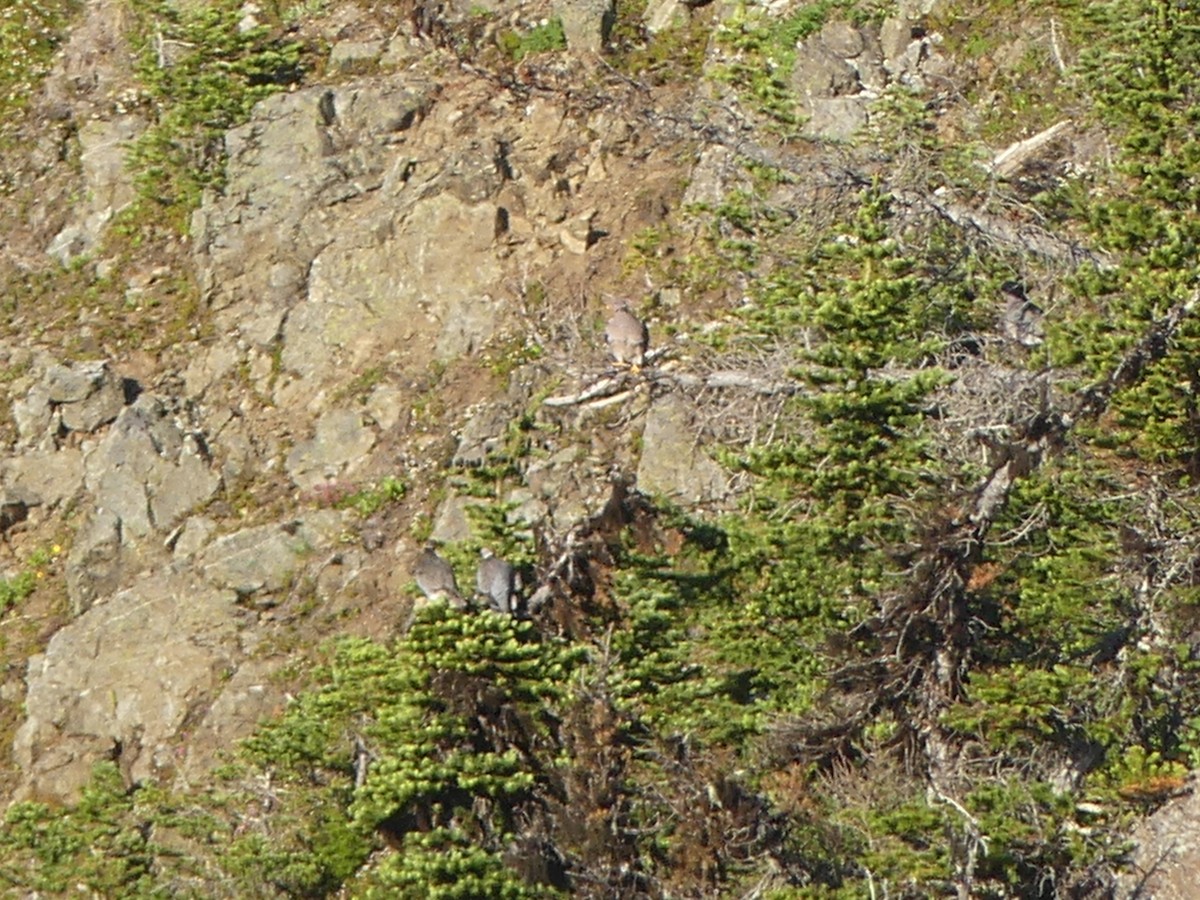 Band-tailed Pigeon - ML638738600