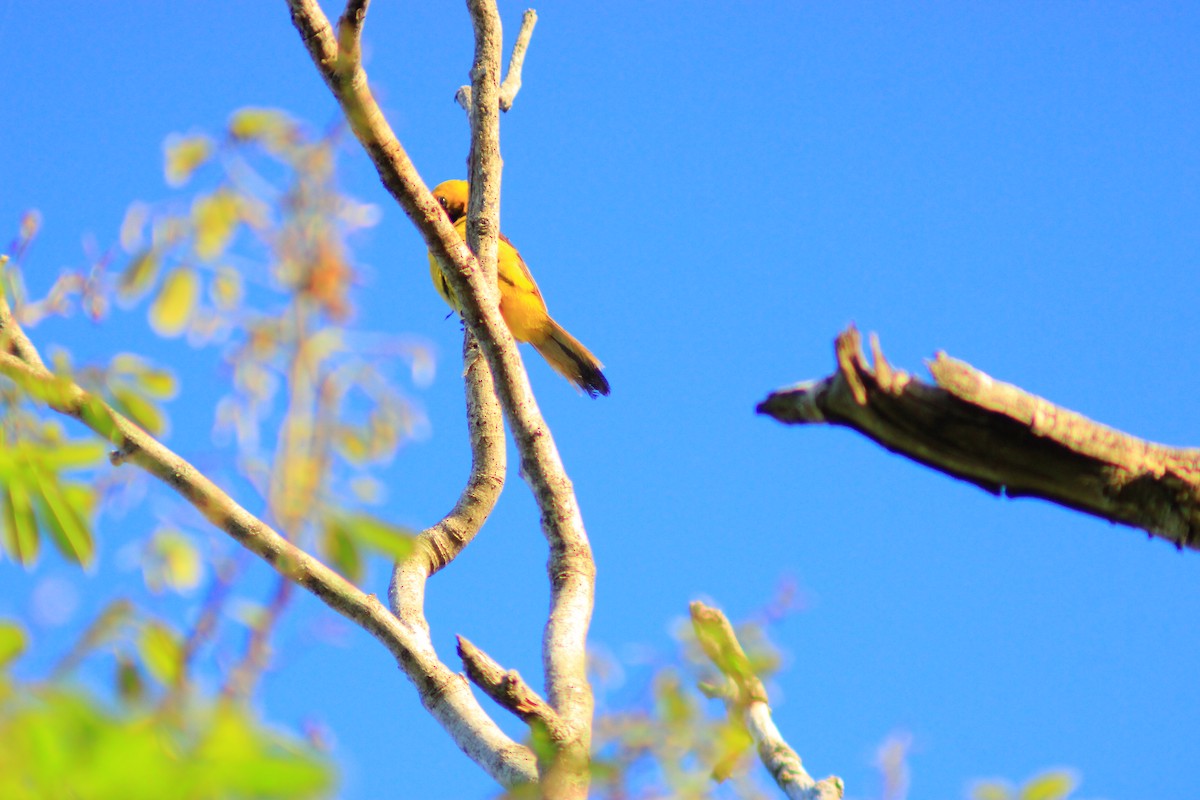 Yellow-tailed Oriole - ML638738623
