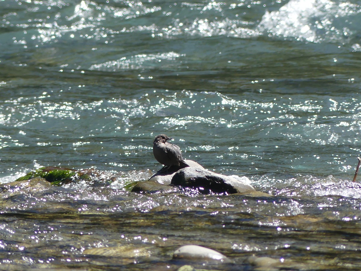 American Dipper - ML638738630