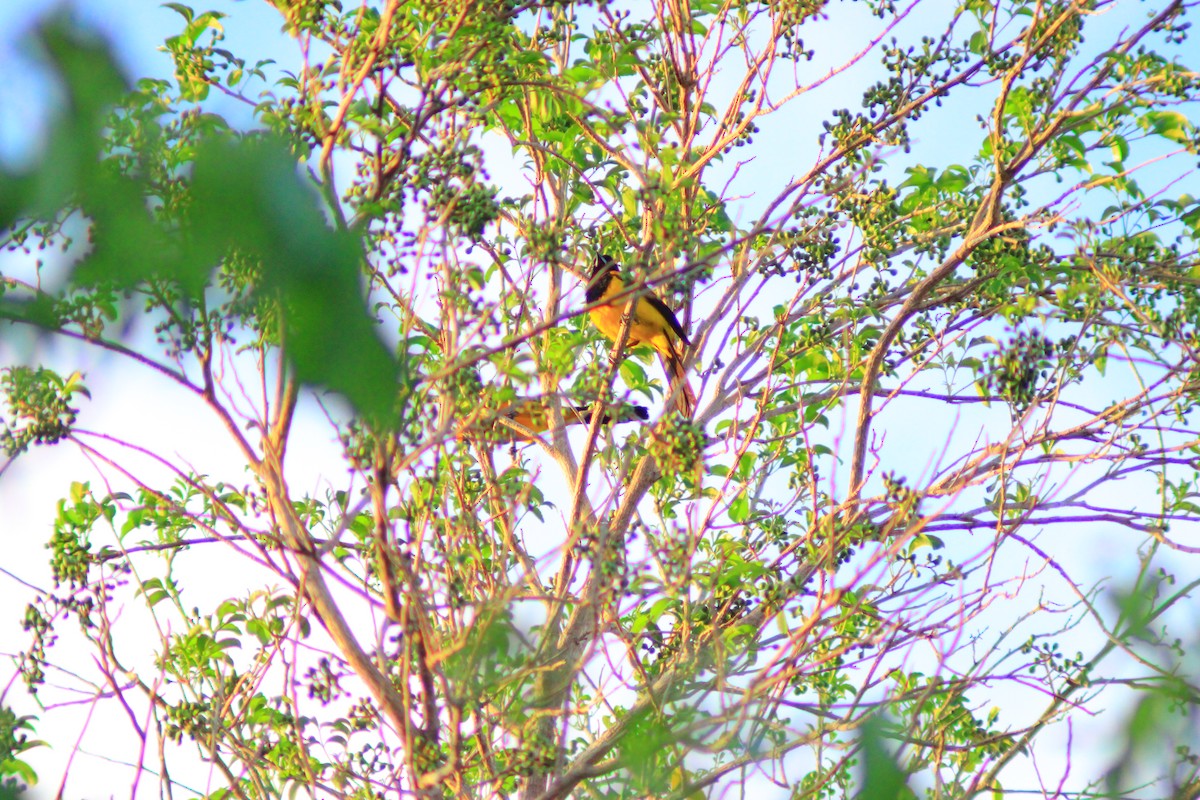 Hooded Oriole - ML638738638