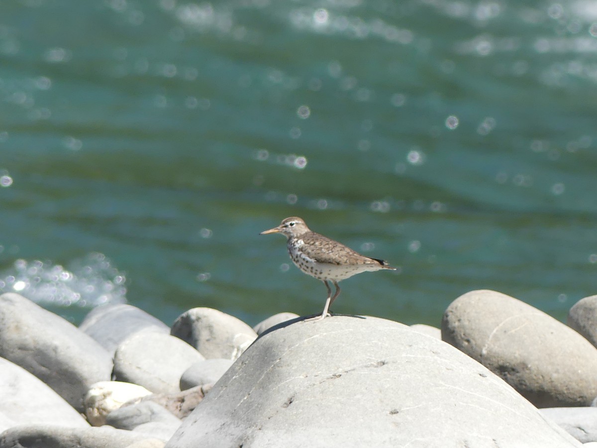 Spotted Sandpiper - ML638738644