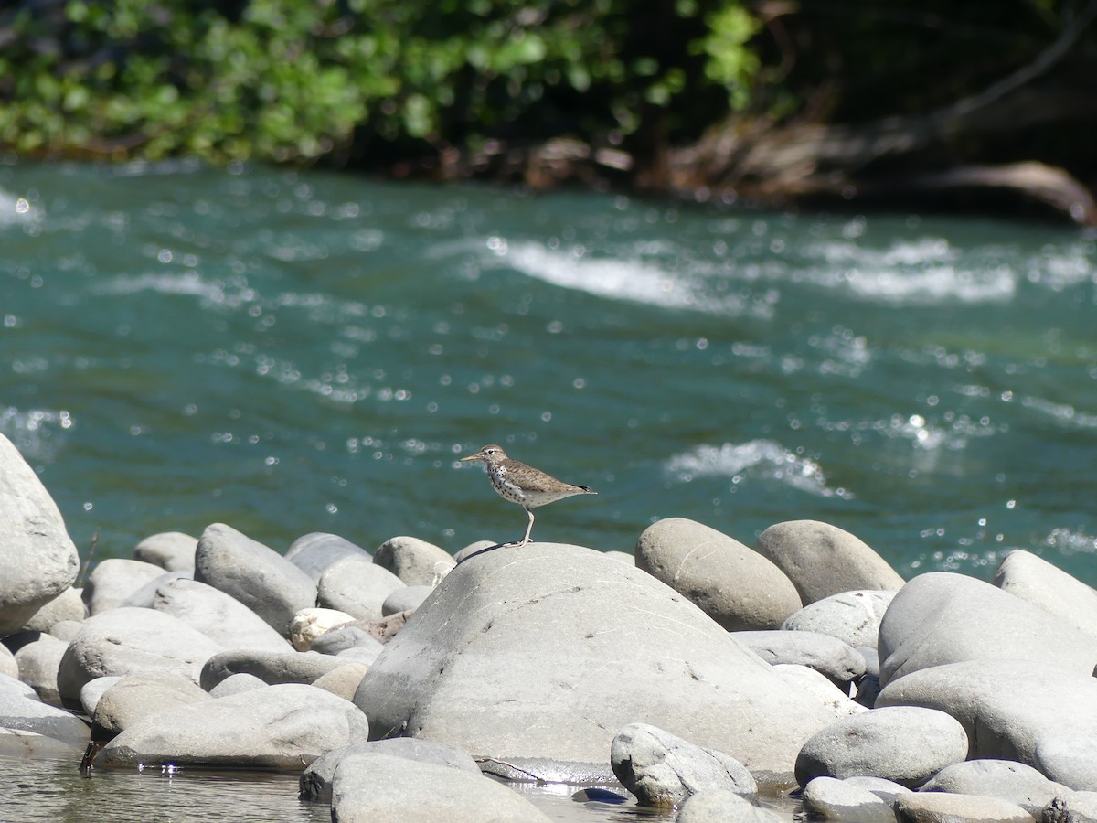 Spotted Sandpiper - ML638738645
