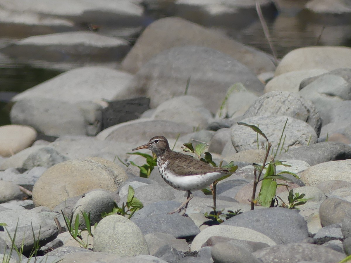 Spotted Sandpiper - ML638738648