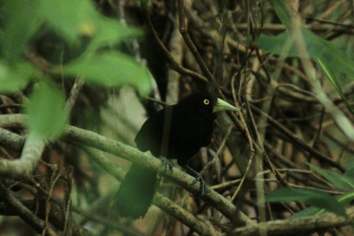 Yellow-billed Cacique - ML638738652