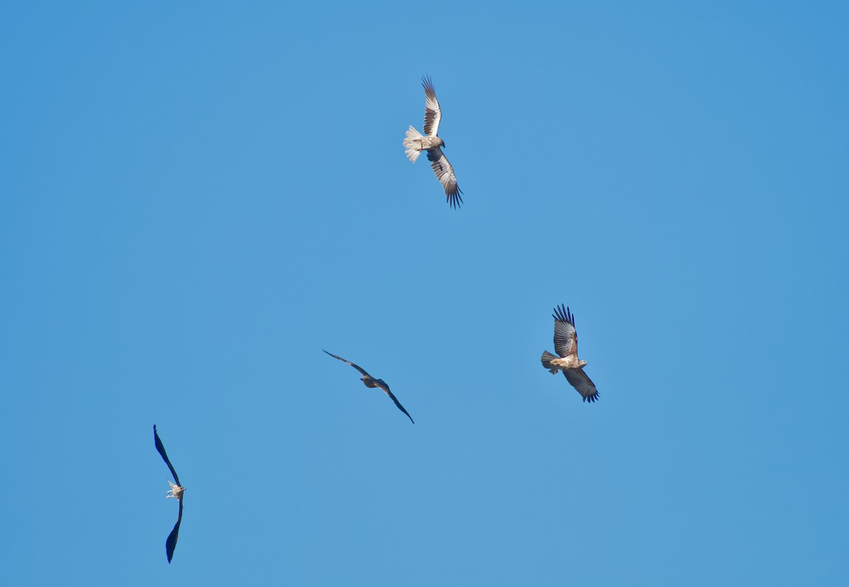Little Eagle - ML638738654
