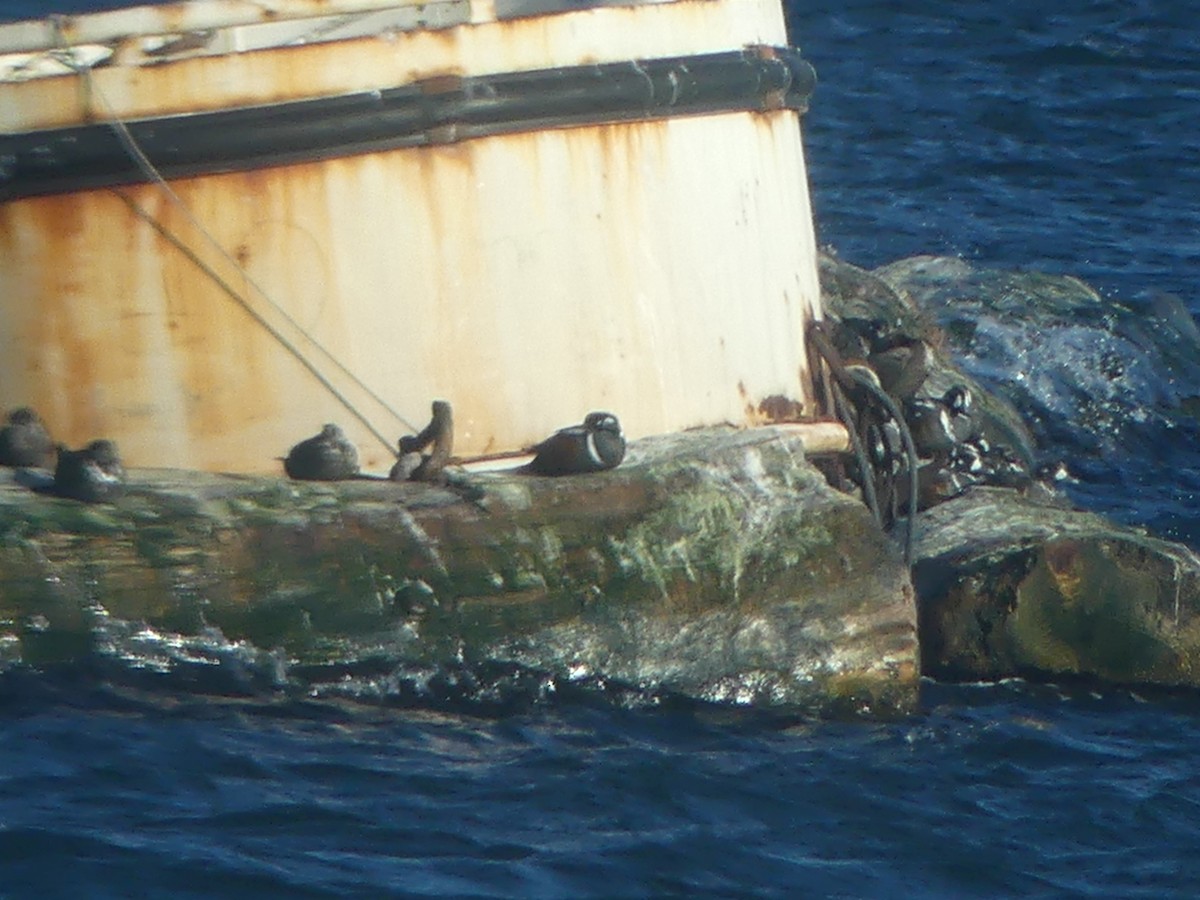 Harlequin Duck - ML638738680