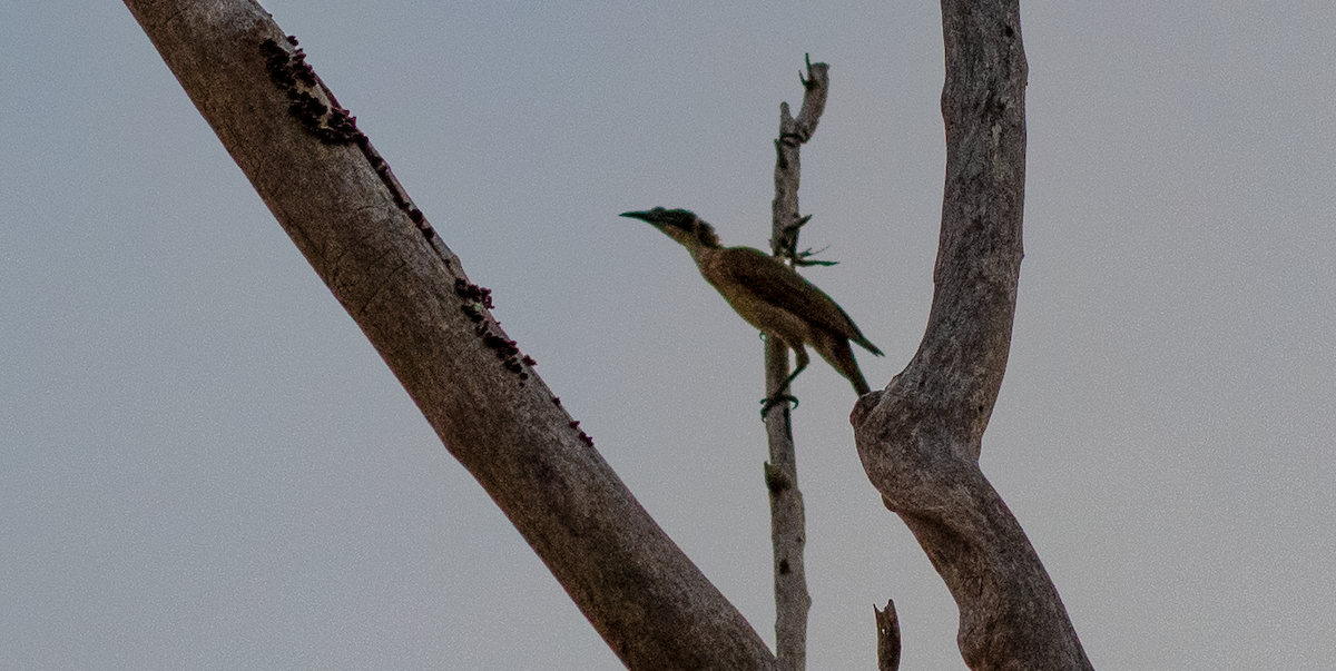 Silver-crowned Friarbird - ML638738682