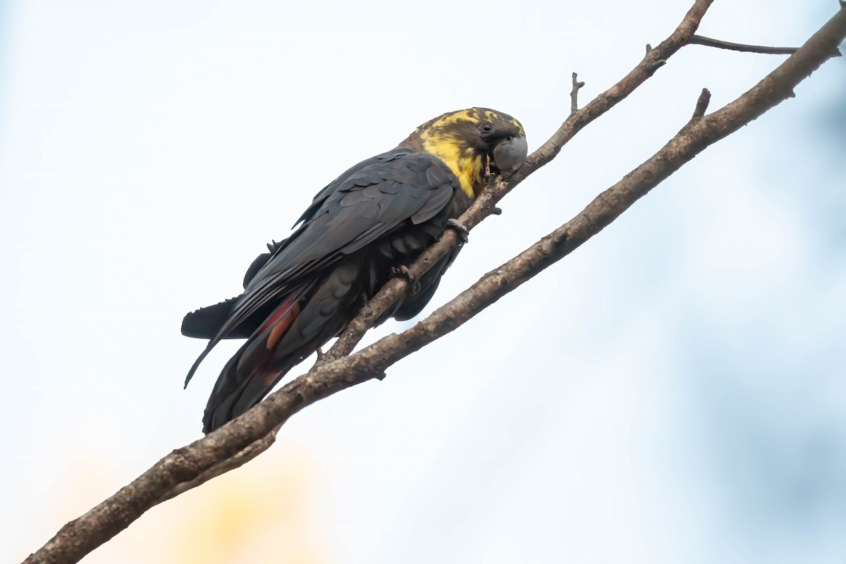 Glossy Black-Cockatoo - ML638738694