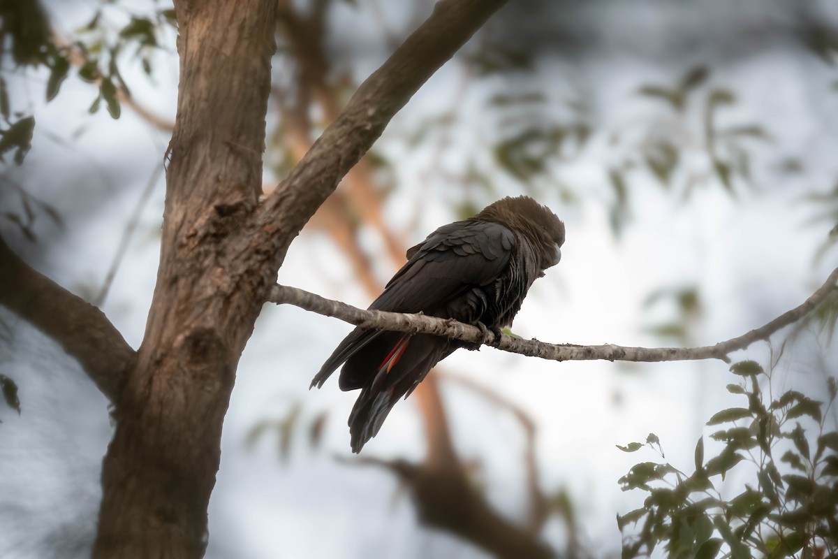 Glossy Black-Cockatoo - ML638738695