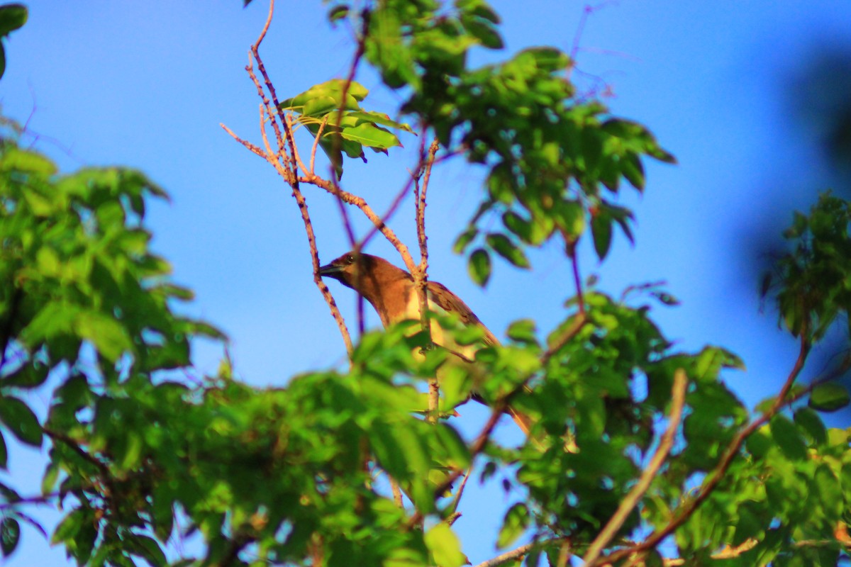 Brown Jay - ML638738699
