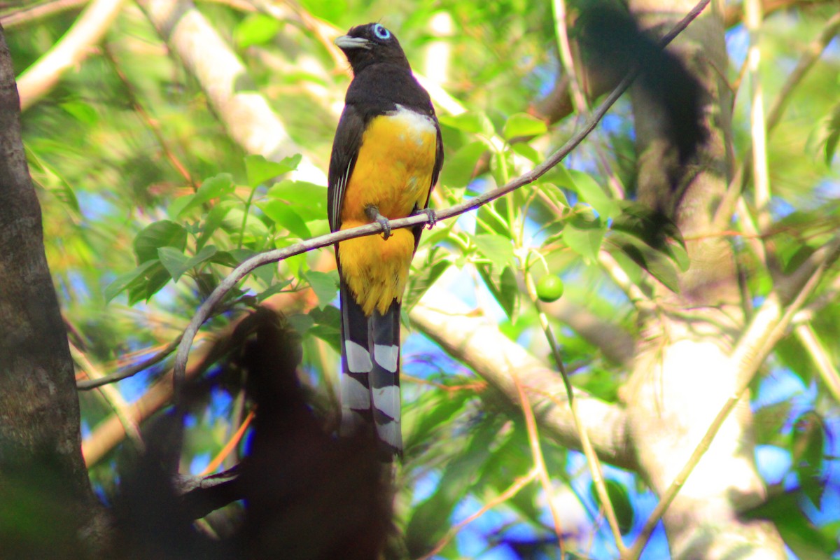 Black-headed Trogon - ML638738713
