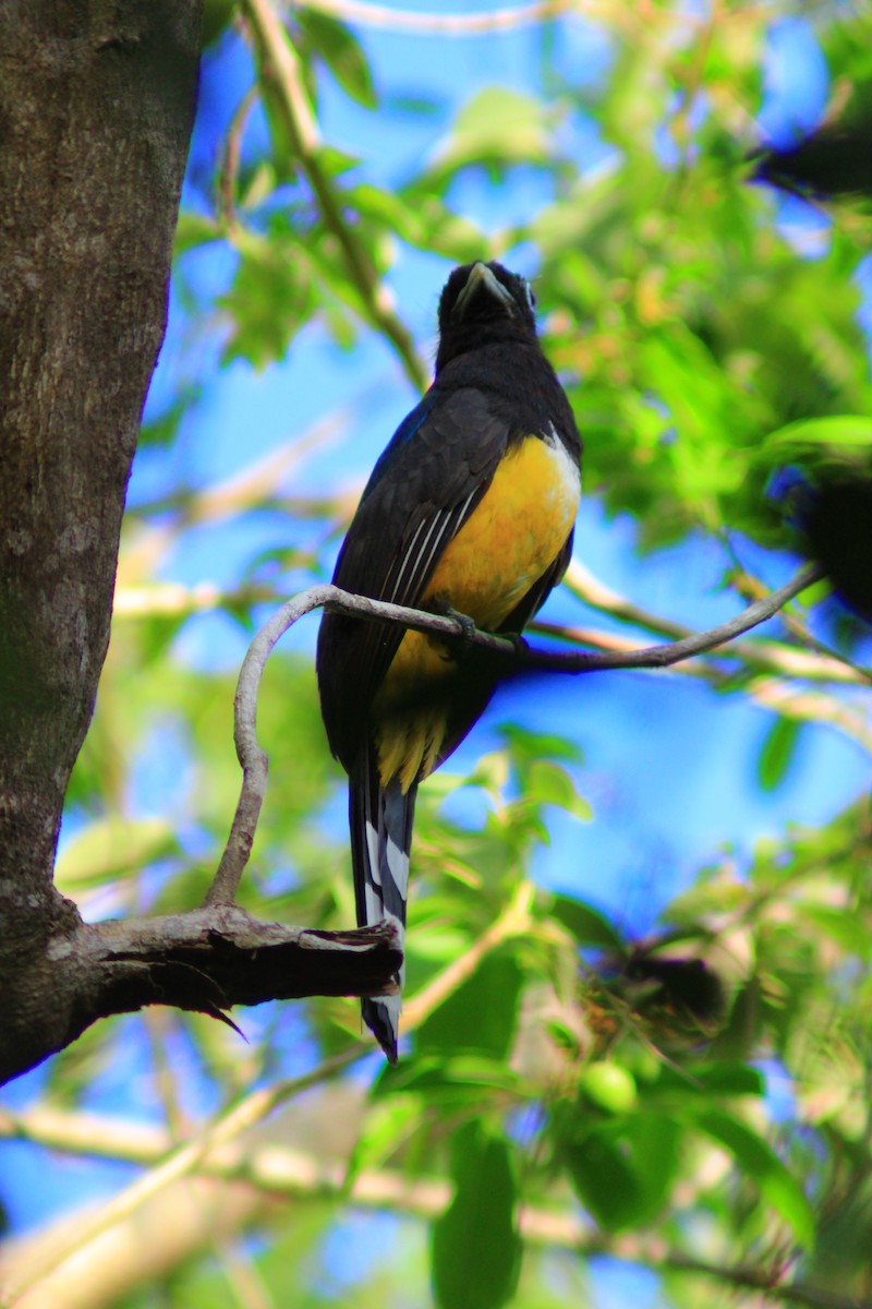 Black-headed Trogon - ML638738714