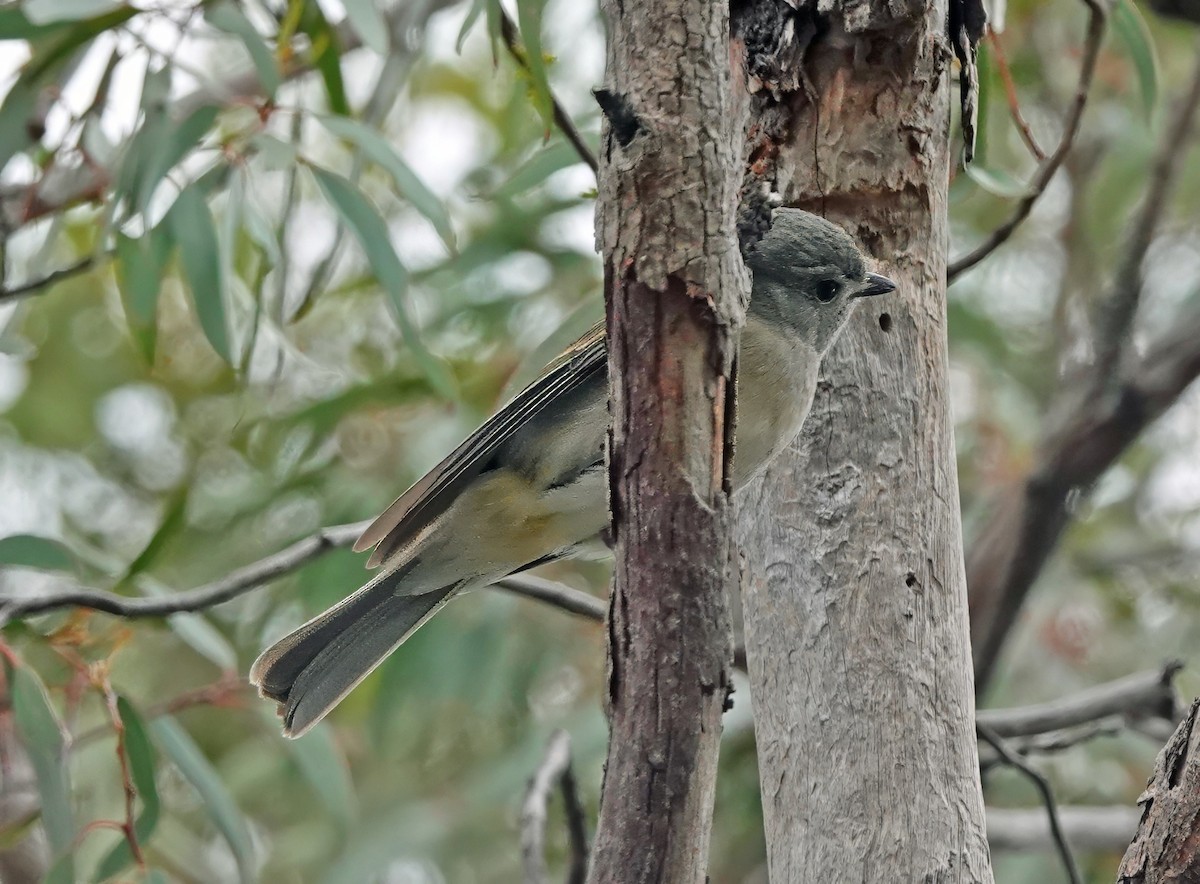Golden Whistler - ML638738715