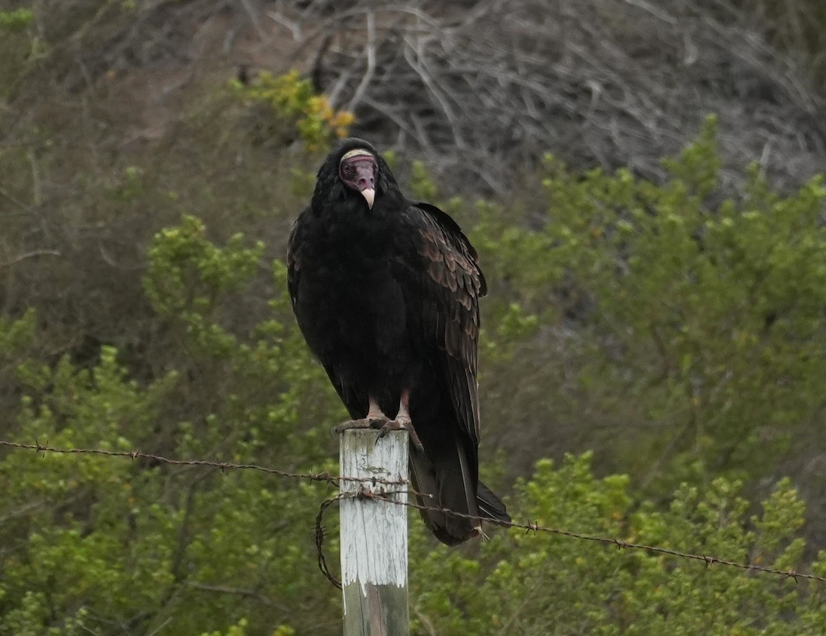 Turkey Vulture (Tropical) - ML638738722