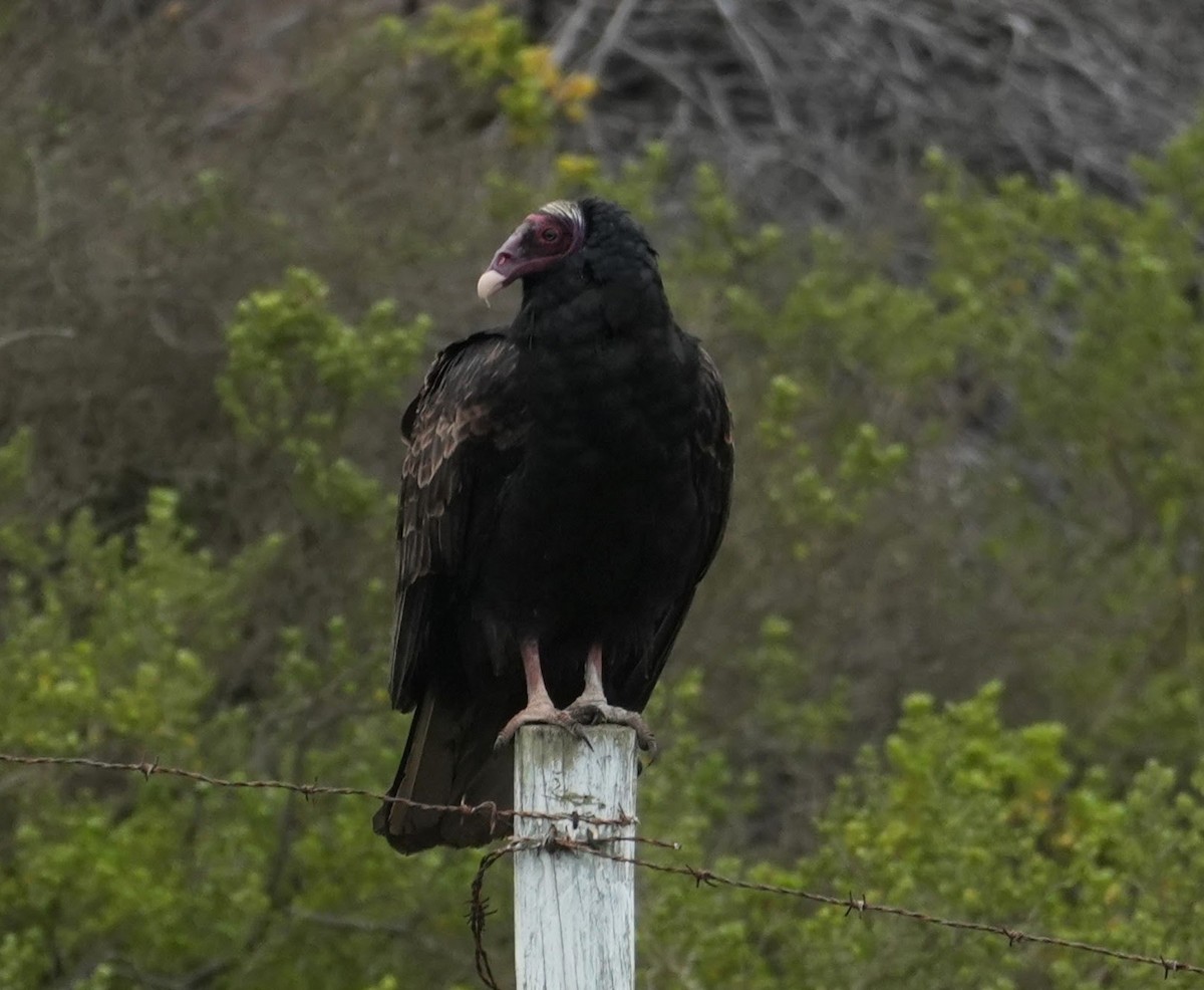 Turkey Vulture (Tropical) - ML638738723
