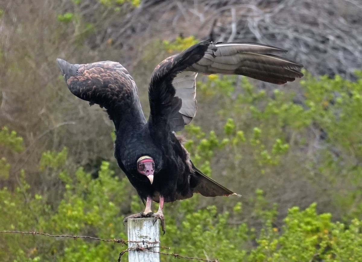 Turkey Vulture (Tropical) - ML638738724