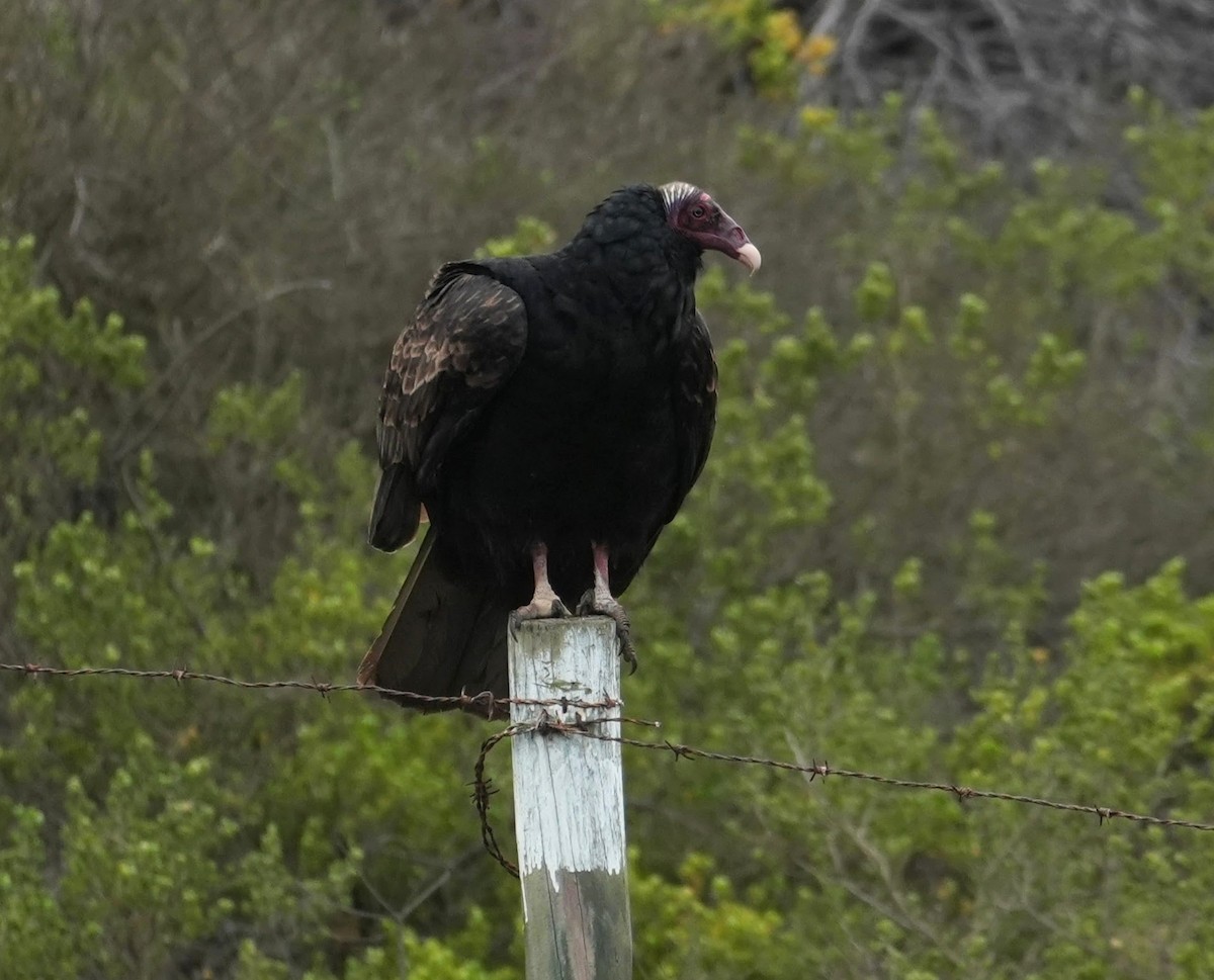 Turkey Vulture (Tropical) - ML638738725