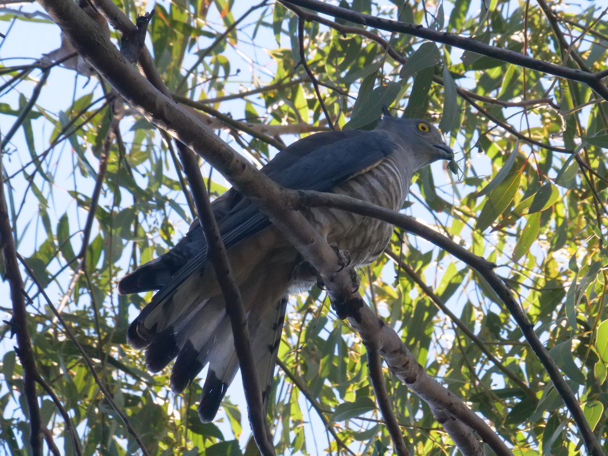 australbaza - ML638738731