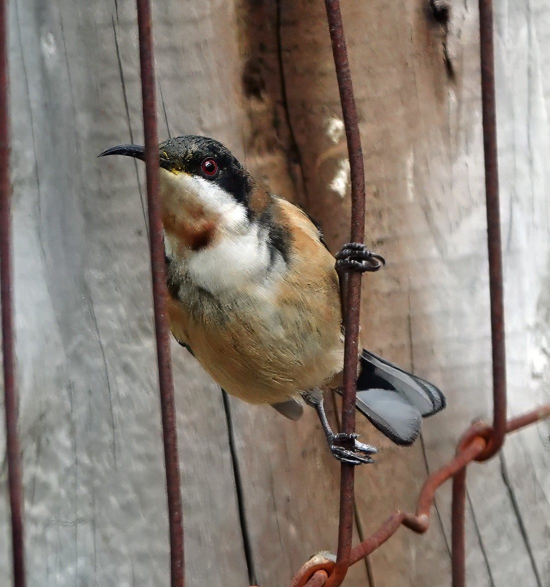 Eastern Spinebill - ML638738734