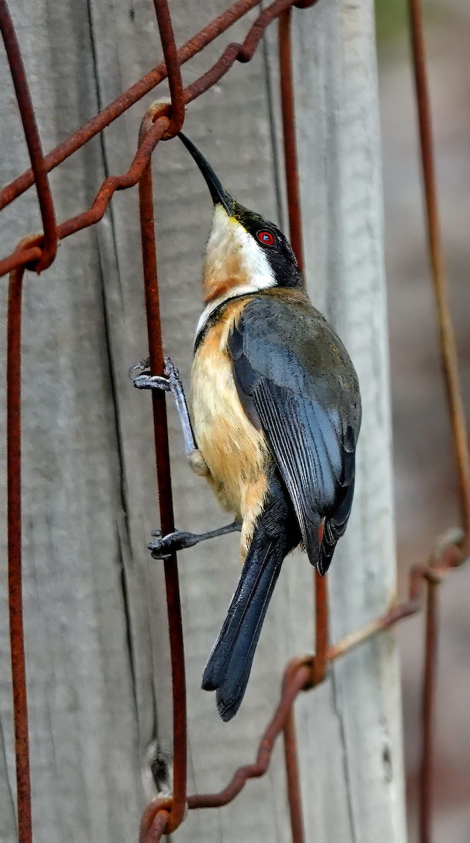 Eastern Spinebill - ML638738735