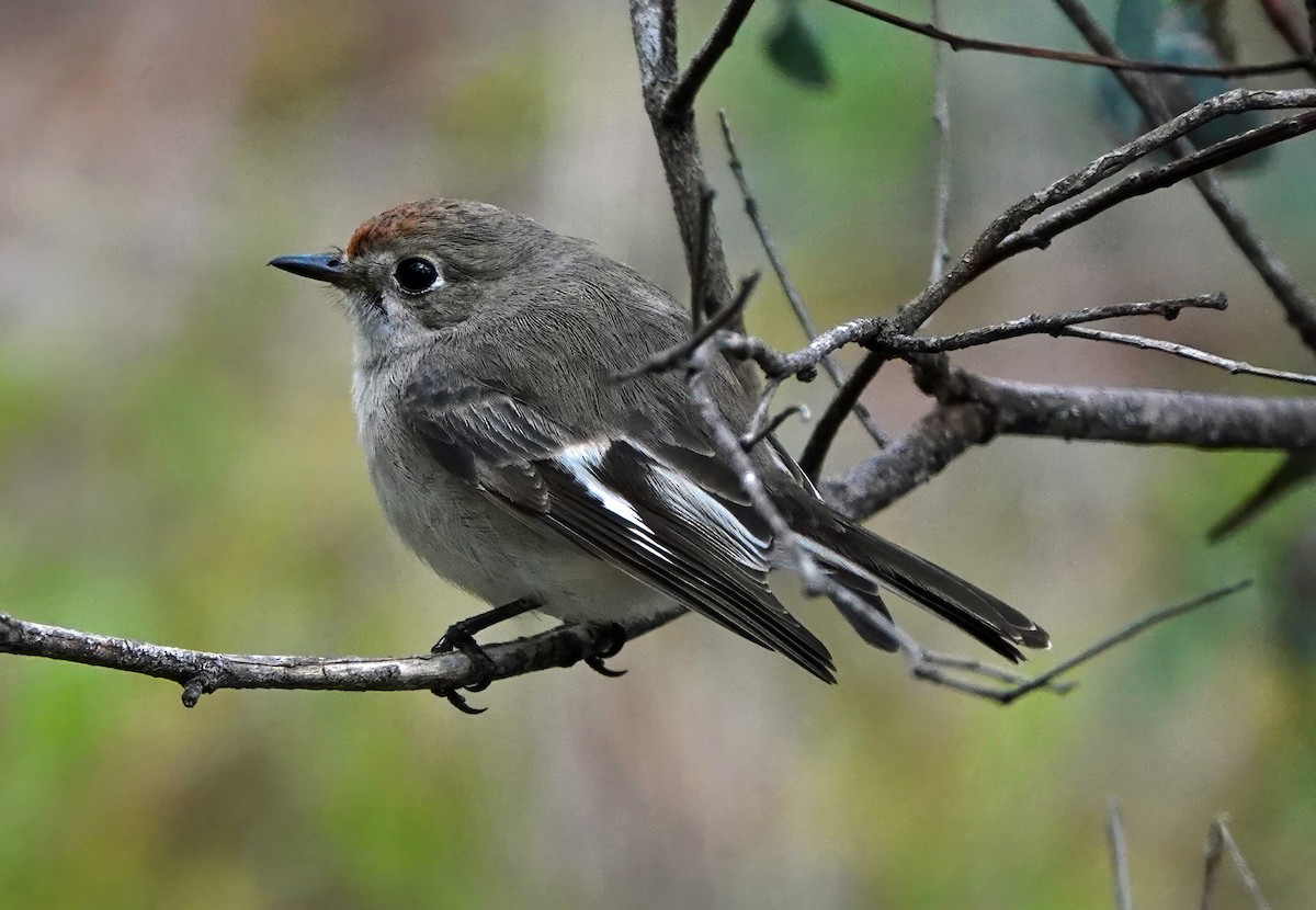 Red-capped Robin - ML638738741
