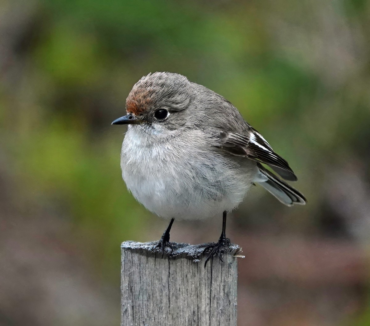 Red-capped Robin - ML638738742