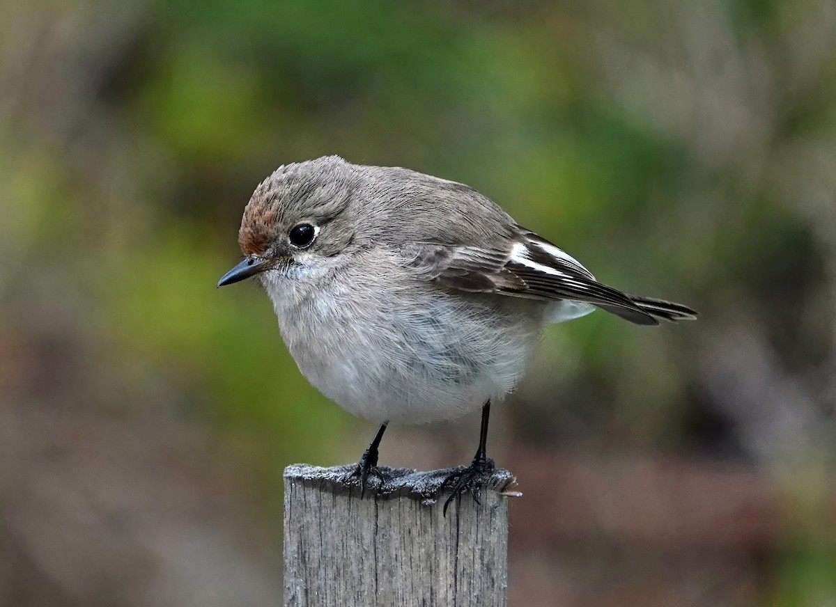 Red-capped Robin - ML638738743