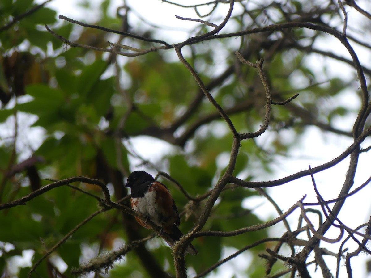 Spotted Towhee - ML638738767