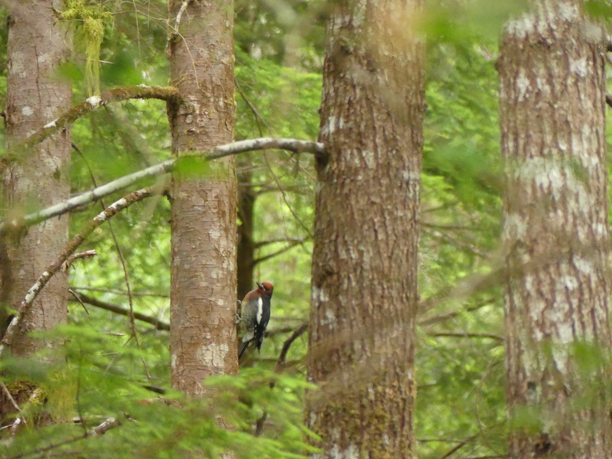 Red-breasted Sapsucker - ML638738806
