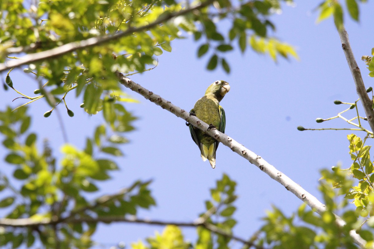 Olive-throated Parakeet - ML638738815
