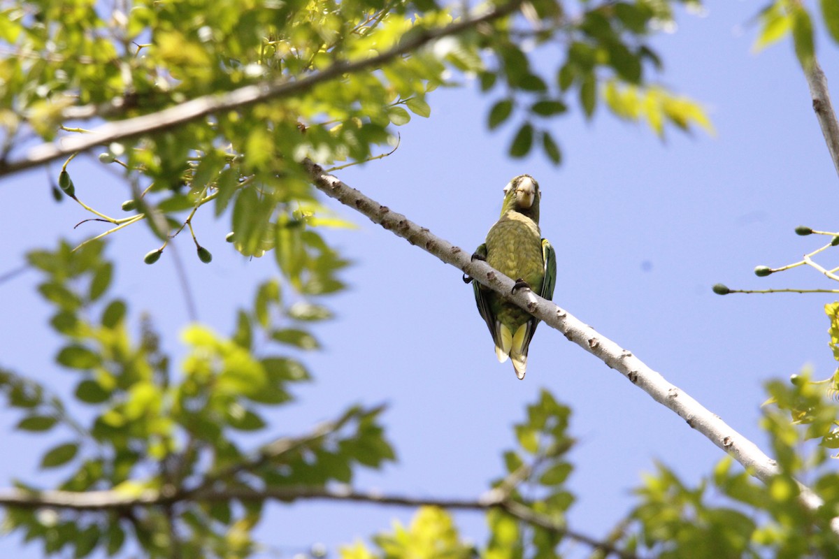 Olive-throated Parakeet - ML638738816