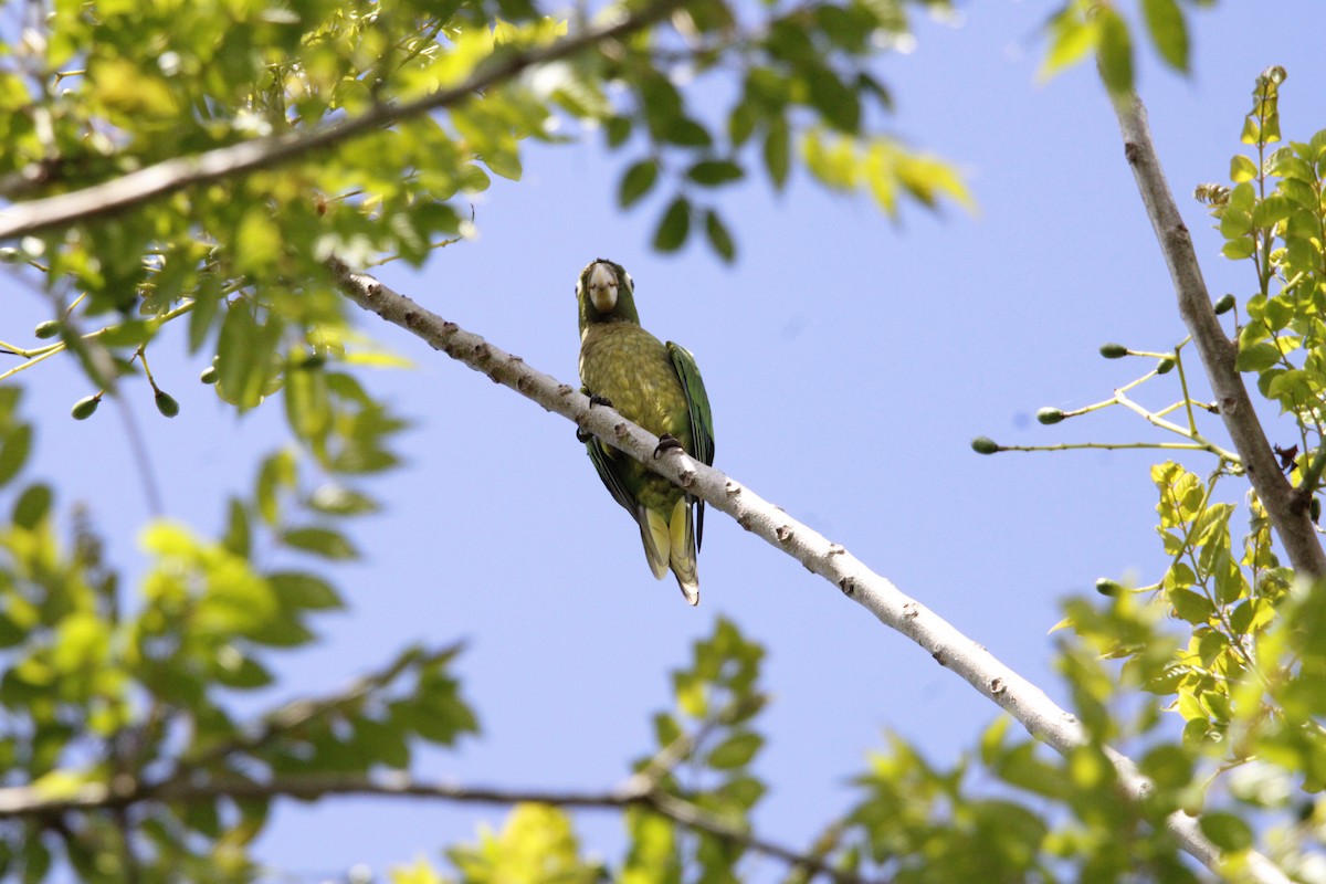 Olive-throated Parakeet - ML638738817