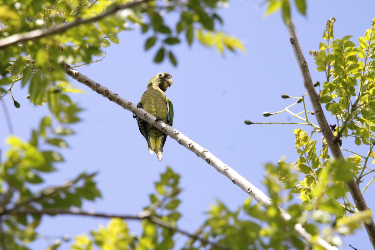 Olive-throated Parakeet - ML638738818