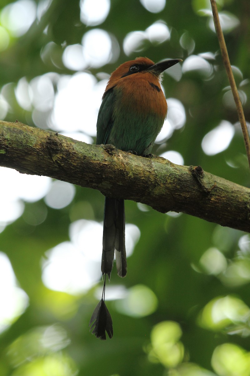 Broad-billed Motmot - ML638738854