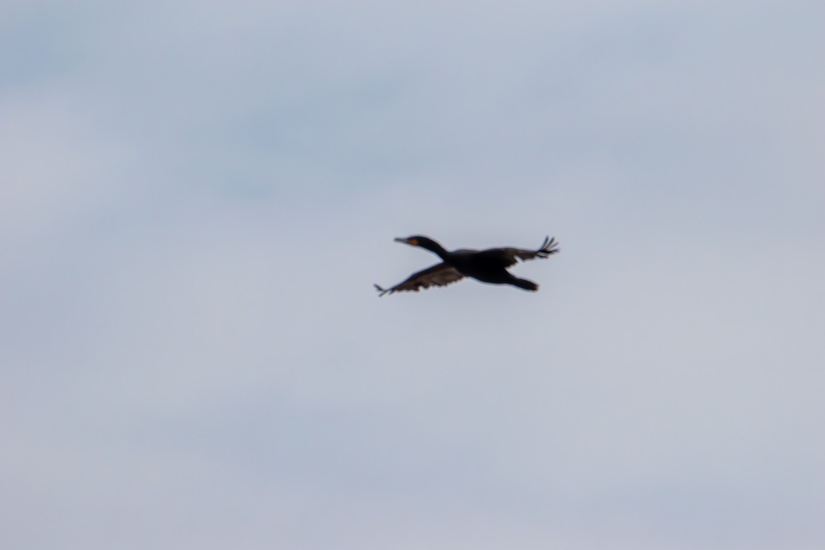 Cormoran à aigrettes - ML638738867