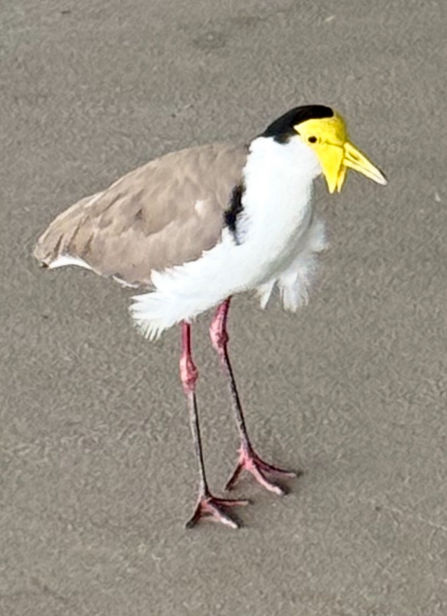 Masked Lapwing - ML638738869